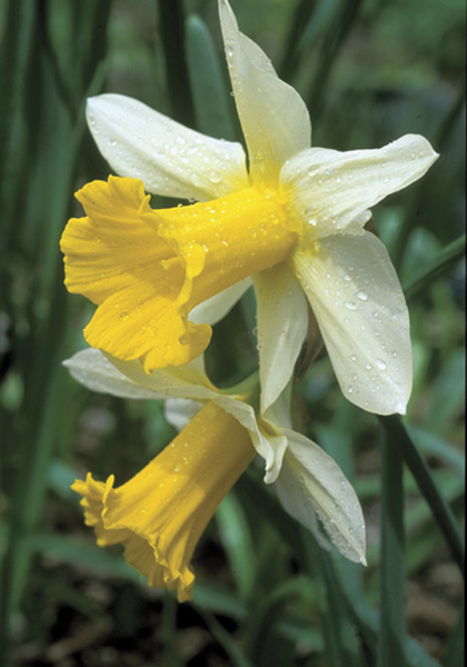Empress daffodil heirloom bulbs
