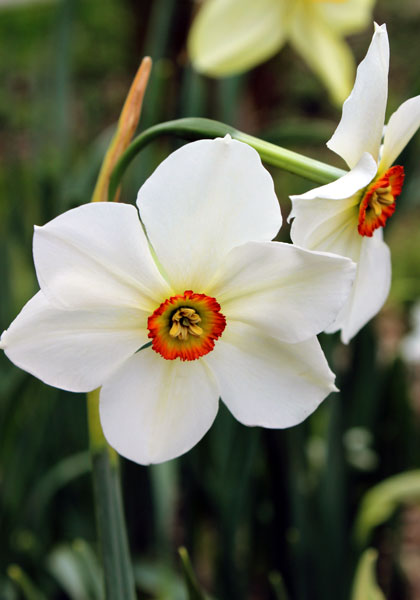 Horace daffodil heirloom bulbs