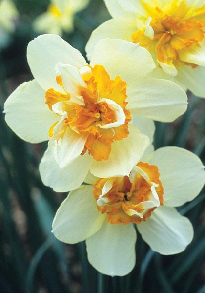 Insulinde daffodil heirloom bulbs