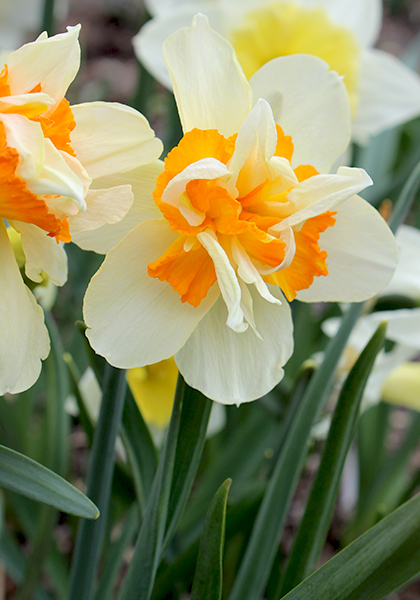 Insulinde daffodil heirloom bulbs