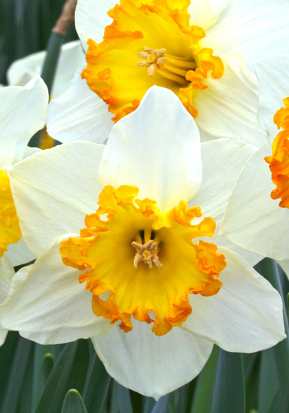 Marjorie Hine daffodil heirloom bulbs