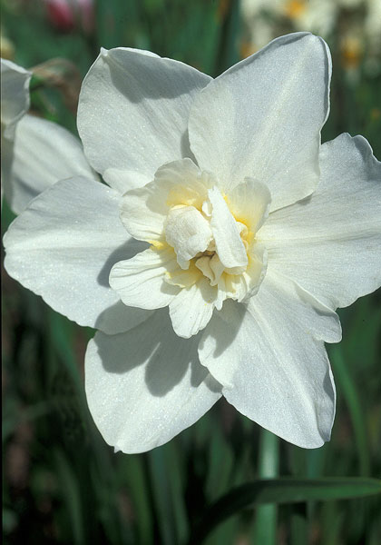 Shirley Temple daffodil heirloom bulbs