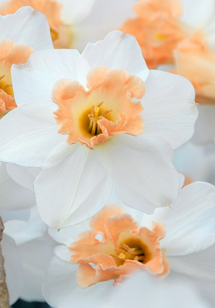 Louise de Coligny daffodil heirloom bulbs
