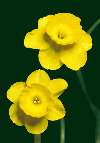 Kidling daffodil heirloom bulbs