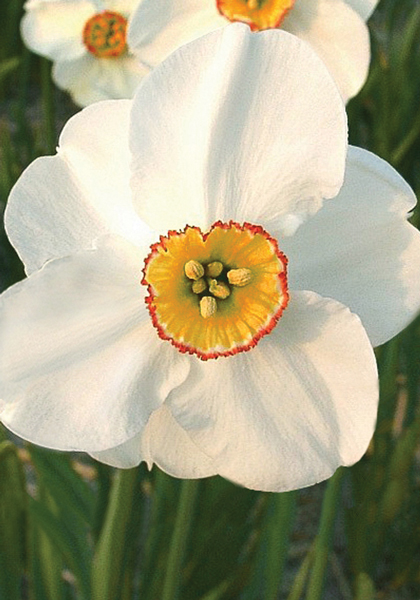 Cassandra daffodil heirloom bulbs