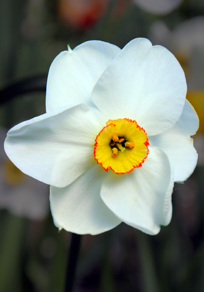 Cassandra daffodil heirloom bulbs
