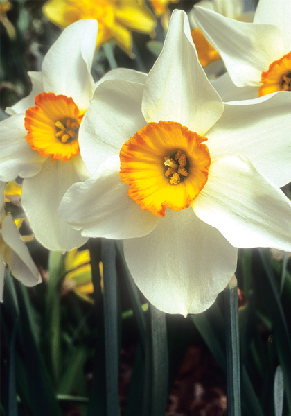 Folly daffodil heirloom bulbs