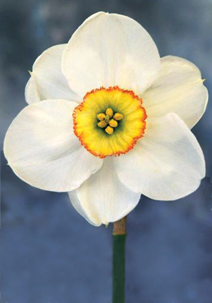 Milan daffodil heirloom bulbs