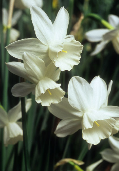 Niveth daffodil heirloom bulbs
