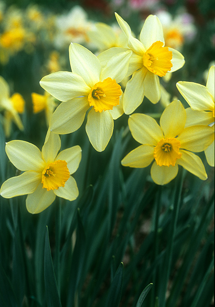 Brilliancy daffodil heirloom bulbs