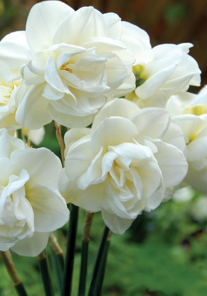 Rose of May daffodil heirloom bulbs