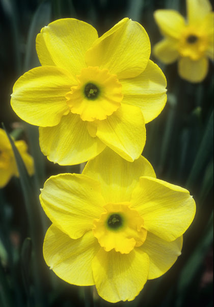 Vireo daffodil heirloom bulbs