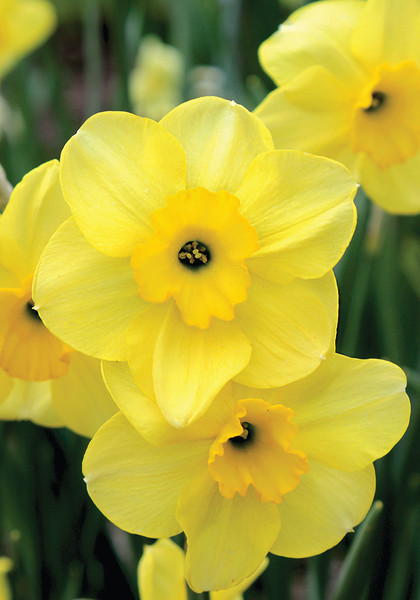 Vireo daffodil heirloom bulbs