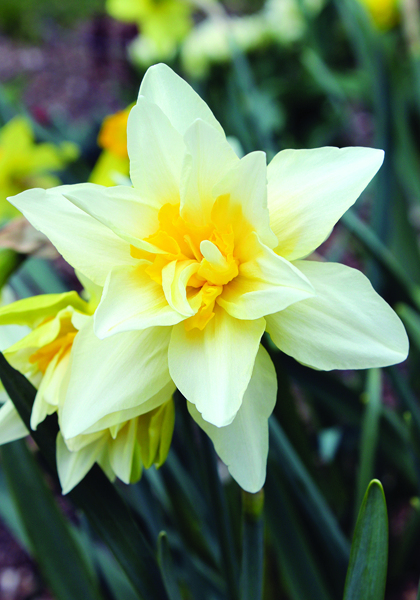 Argent daffodil heirloom bulbs
