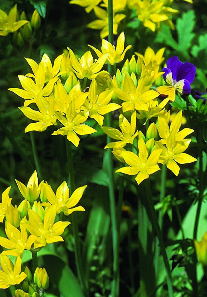 golden garlic heirloom bulbs