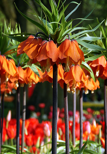 Aurora crown imperial heirloom bulbs