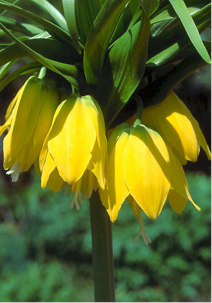 Yellow Crown Imperial heirloom bulbs