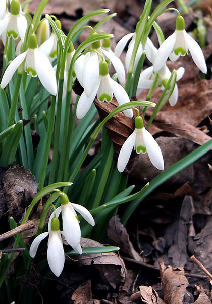 traditional snowdrop heirloom bulbs