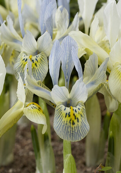Katharine Hodgkins iris heirloom bulbs