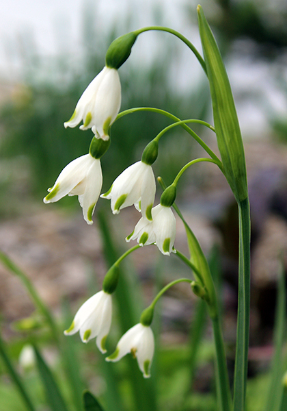 “Jewels in the Ground” – Expert Choices for Fall Planting – www.OldHouseGardens.com