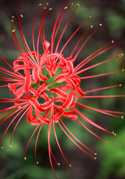 red spider lily heirloom bulbs
