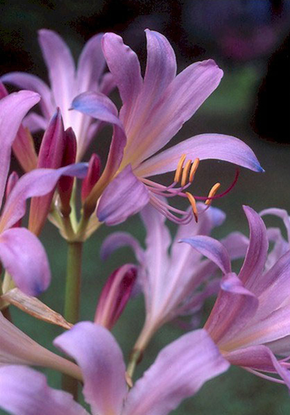 Learning from You: Pink Surprise Lilies Beyond Zones 6-7 – www.OldHouseGardens.com