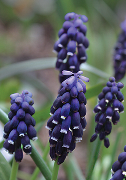 Southern grape hyacinth heirloom bulbs