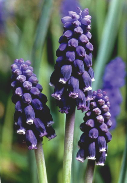 Southern grape hyacinth heirloom bulbs