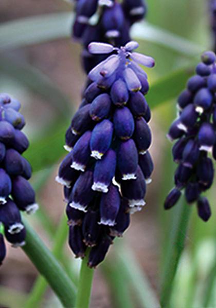 Southern grape hyacinth heirloom bulbs