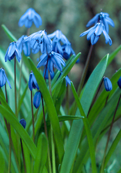 Siberian squill heirloom bulbs