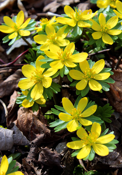 Daffodil Bulbs: RHS Unveil 12 Award-Winning Varieties For Gardens