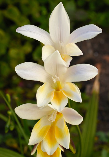 antique freesia heirloom bulbs