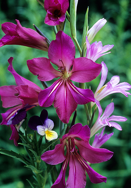 drought-resistant Byzantine glads – www.OldHouseGardens.com