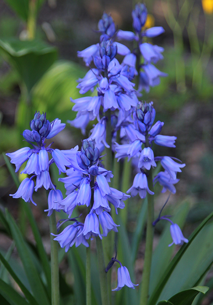 blue Spanish bluebell heirloom bulbs