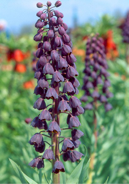 Persian Fritillary heirloom bulbs