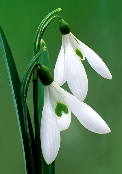 Atkinsii snowdrop heirloom bulbs