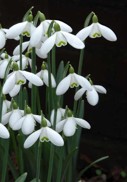 S. Arnott snowdrop heirloom bulbs