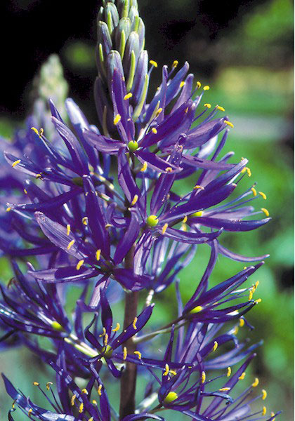 camassia, quamash heirloom bulbs