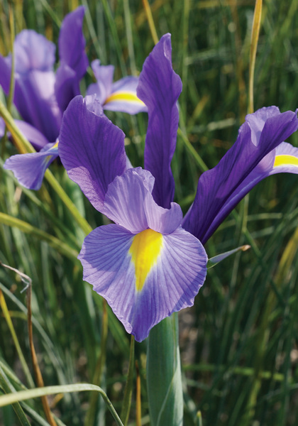 Sapphire Beauty iris heirloom bulbs