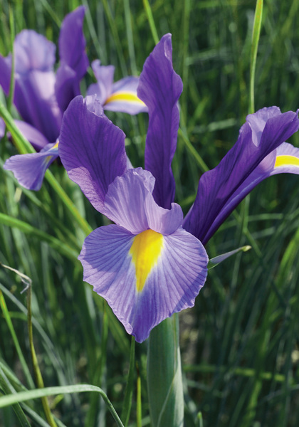 Sapphire Beauty iris heirloom bulbs