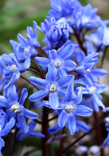 Turkish glory-of-the-snow heirloom bulbs