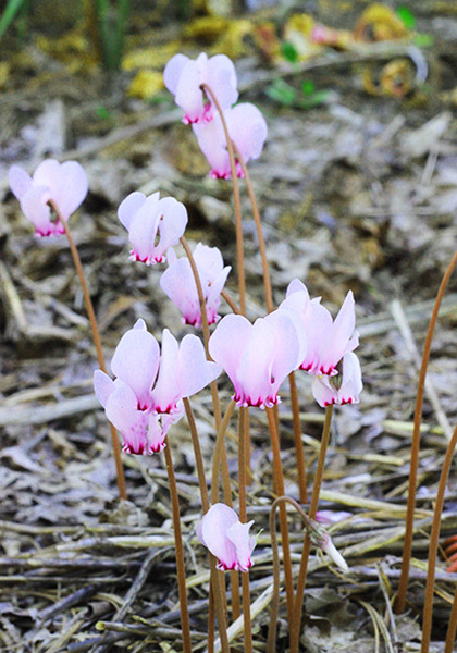 sowbread cyclamen heirloom bulbs