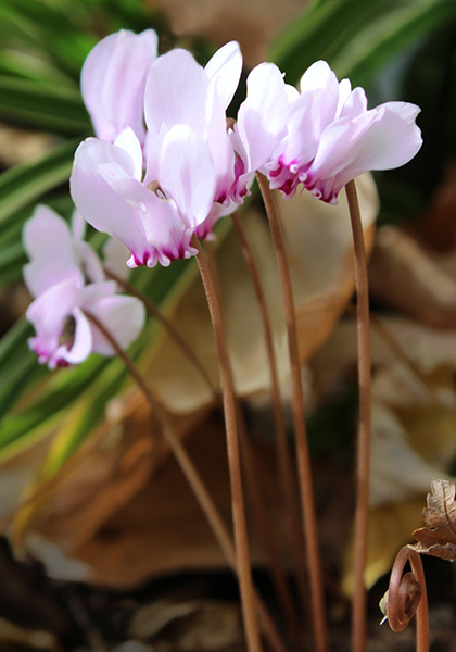 sowbread cyclamen heirloom bulbs