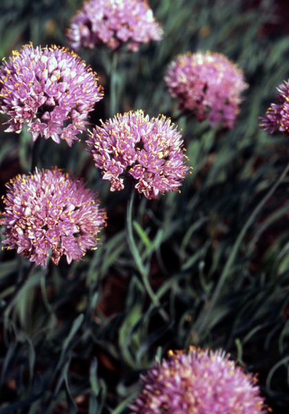 corkscrew chives heirloom bulbs