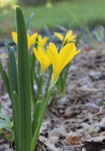 sternbergia heirloom bulbs