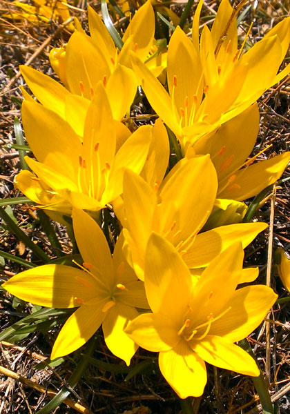 sternbergia heirloom bulbs