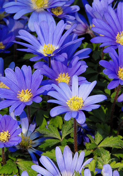 blue Grecian windflower heirloom bulbs