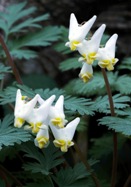 Dutchman’s breeches