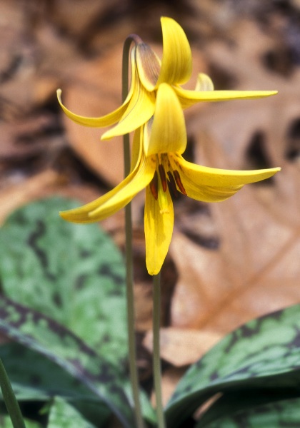 trout lily, dog-tooth violet heirloom bulbs