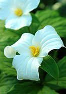 trillium